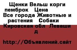 Щенки Вельш корги пемброк › Цена ­ 35 000 - Все города Животные и растения » Собаки   . Кировская обл.,Леваши д.